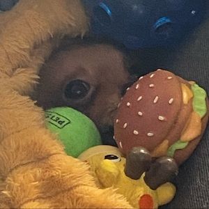 Meet your Posher, Andreanne